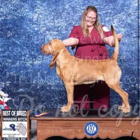 Litter, a  Bloodhound for sale in Burlington, IA – Photo 10 of 10