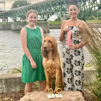 Litter, a  Bloodhound for sale in Burlington, IA – Photo 8 of 10