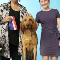 Litter, a  Bloodhound for sale in Burlington, IA – Photo 3 of 10