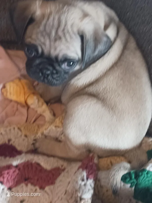 Gamma – Pug puppy for sale in Carlisle, PA