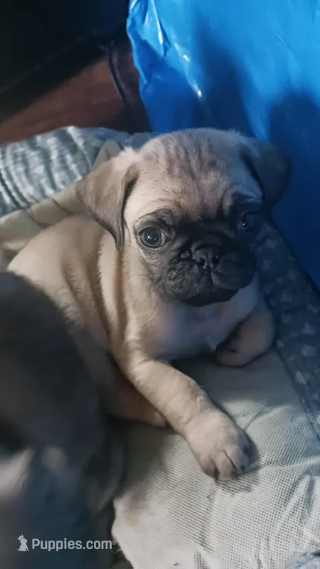 Alpha – Pug puppy for sale in Carlisle, PA