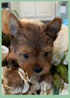 Bentley , a male Yorkshire Terrier for sale in Fort Worth, TX – Photo 5 of 6