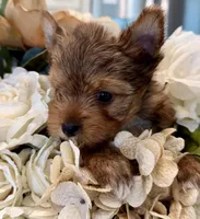 Bentley , a male Yorkshire Terrier for sale in Fort Worth, TX – Photo 4 of 6