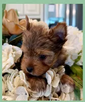 Bentley , a male Yorkshire Terrier for sale in Fort Worth, TX – Photo 6 of 6
