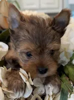 Bentley , a male Yorkshire Terrier for sale in Fort Worth, TX – Photo 1 of 6
