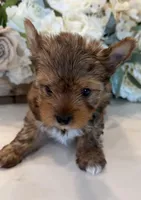 Bentley , a male Yorkshire Terrier for sale in Fort Worth, TX – Photo 3 of 6