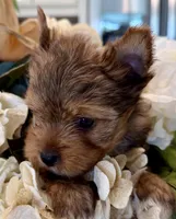 Bentley , a male Yorkshire Terrier for sale in Fort Worth, TX – Photo 2 of 6