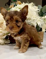 Brinkley, a female Yorkshire Terrier for sale in Fort Worth, TX – Photo 1 of 4