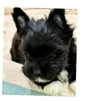 Axel , a male Yorkshire Terrier for sale in Fort Worth, TX – Photo 4 of 4