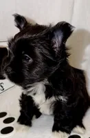 Axel , a male Yorkshire Terrier for sale in Fort Worth, TX – Photo 3 of 4