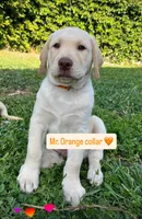 Mr. Orange, a male Labrador Retriever for sale in Los Angeles, CA – Photo 1 of 4