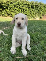 Mr. Orange, a male Labrador Retriever for sale in Los Angeles, CA – Photo 3 of 4