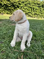 Mr. Orange, a male Labrador Retriever for sale in Los Angeles, CA – Photo 2 of 4
