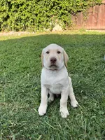 Mr. Orange, a male Labrador Retriever for sale in Los Angeles, CA – Photo 4 of 4