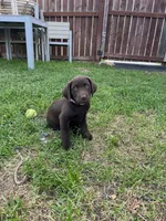 Ms. Pink, a female Labrador Retriever for sale in Los Angeles, CA – Photo 5 of 6