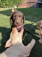Ms. Pink, a female Labrador Retriever for sale in Los Angeles, CA – Photo 6 of 6
