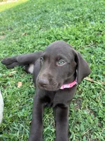 Ms. Pink, a female Labrador Retriever for sale in Los Angeles, CA – Photo 3 of 6
