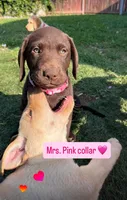 Ms. Pink, a female Labrador Retriever for sale in Los Angeles, CA – Photo 2 of 6