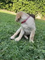 Ms. Red, a female Labrador Retriever for sale in Los Angeles, CA – Photo 2 of 5