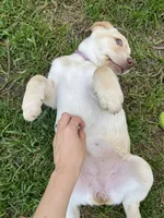 Ms. Red, a female Labrador Retriever for sale in Los Angeles, CA – Photo 4 of 5