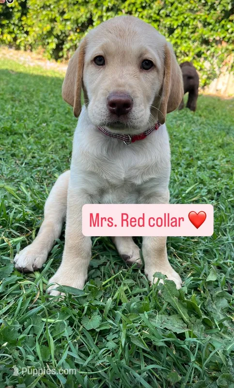 Ms. Red – Labrador Retriever puppy for sale in Los Angeles, CA