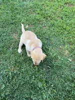 Ms. Red, a female Labrador Retriever for sale in Los Angeles, CA – Photo 3 of 5