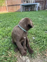 Mr. Green, a male Labrador Retriever for sale in Los Angeles, CA – Photo 2 of 4