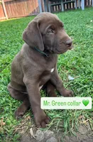 Mr. Green, a male Labrador Retriever for sale in Los Angeles, CA – Photo 1 of 4