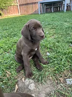 Mr. Green, a male Labrador Retriever for sale in Los Angeles, CA – Photo 4 of 4
