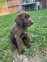 Mr. Green, a male Labrador Retriever for sale in Los Angeles, CA – Photo 3 of 4