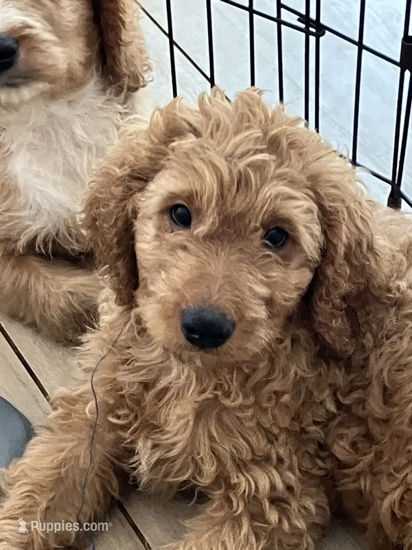 Charlie – Cavapoo puppy for sale in Little Elm, TX