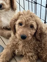 Charlie, a male Cavapoo for sale in Little Elm, TX – 1 of 3