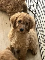 Charlie, a male Cavapoo for sale in Little Elm, TX – 3 of 3