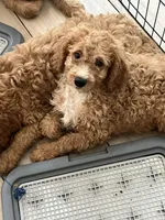 Charlie, a male Cavapoo for sale in Little Elm, TX – 2 of 3