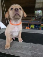 Orange , a male Labrador Retriever for sale in Pocahontas, AR – Photo 4 of 5