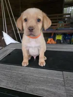 Orange , a male Labrador Retriever for sale in Pocahontas, AR – Photo 2 of 5