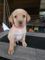 Orange , a male Labrador Retriever for sale in Pocahontas, AR – Photo 5 of 5