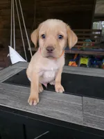 Orange , a male Labrador Retriever for sale in Pocahontas, AR – Photo 1 of 5
