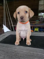 Orange , a male Labrador Retriever for sale in Pocahontas, AR – Photo 3 of 5