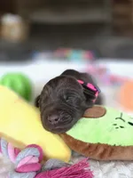 Fuchsia collar , a female Labrador Retriever for sale in Pocahontas, AR – 2 of 10