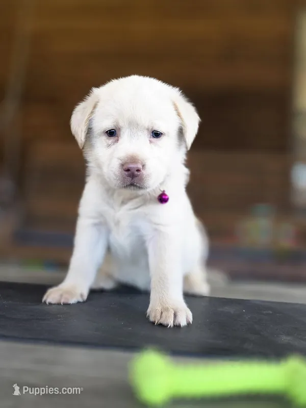 Purple  – Labrador Retriever puppy for sale in Pocahontas, AR