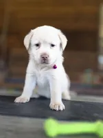 Purple , a female Labrador Retriever for sale in Pocahontas, AR – Photo 1 of 4