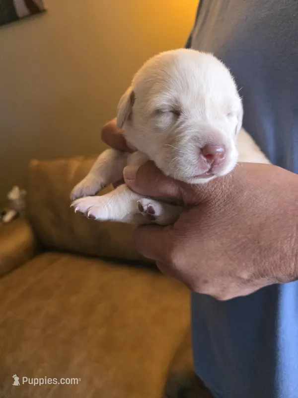 Purple  – Labrador Retriever puppy for sale in Pocahontas, AR