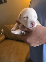 Purple , a female Labrador Retriever for sale in Pocahontas, AR – Photo 2 of 4