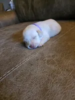 Purple , a female Labrador Retriever for sale in Pocahontas, AR – Photo 3 of 4