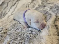 Purple , a female Labrador Retriever for sale in Pocahontas, AR – Photo 4 of 4