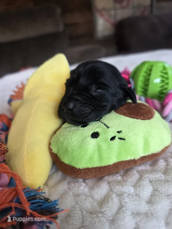 Black female fuchsia collar  – Labrador Retriever puppy for sale in Pocahontas, AR