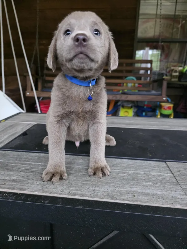 Blue – Labrador Retriever puppy for sale in Pocahontas, AR