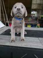 Blue, a male Labrador Retriever for sale in Pocahontas, AR – Photo 1 of 6