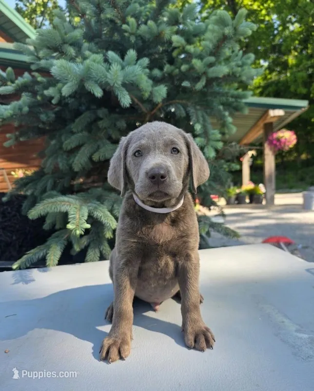 Blue – Labrador Retriever puppy for sale in Pocahontas, AR